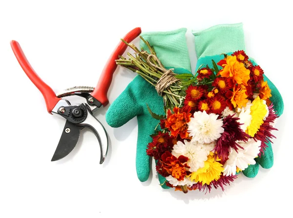 Tijeras de podar con flores aisladas en blanco —  Fotos de Stock