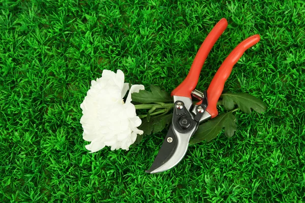 Tesouras de jardim com flor no fundo de grama verde — Fotografia de Stock