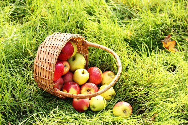 Basket of fresh ripe apples in garden on green grass — Stock Photo, Image