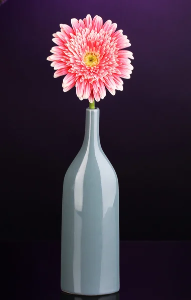 Beautiful gerbera in vase on purple background — Stock Photo, Image