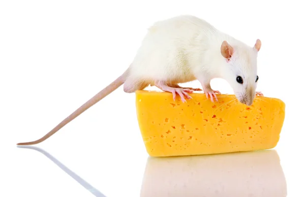 Funny little rat with cheese, isolated on white — Stock Photo, Image