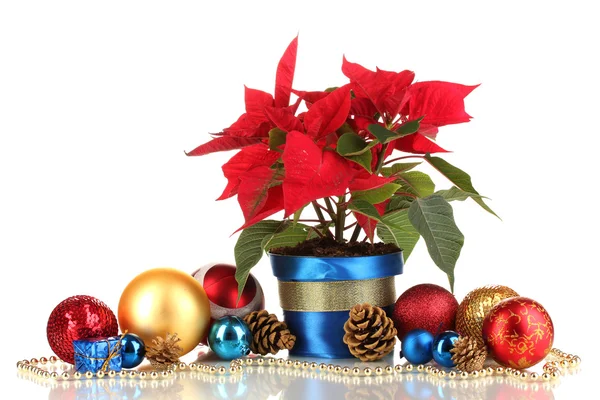 Hermosa poinsettia con bolas de Navidad aisladas en blanco — Foto de Stock