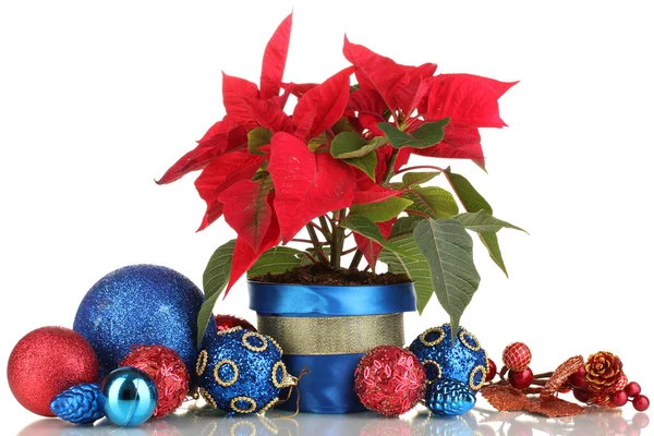 Hermosa poinsettia con bolas de Navidad aisladas en blanco — Foto de Stock