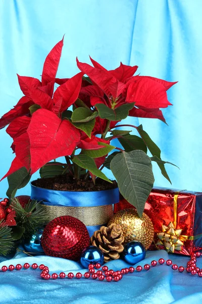 Bela poinsettia com bolas de Natal e presentes em fundo de tecido azul — Fotografia de Stock