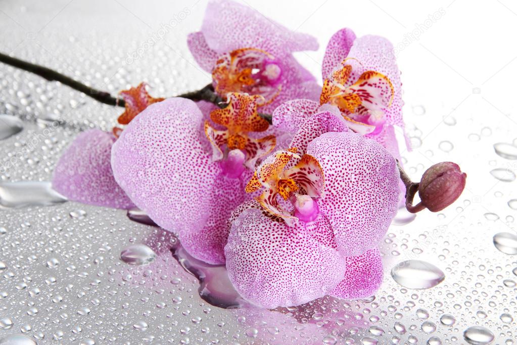 Rosa Schone Orchideen Mit Tropfen Stockfotografie Lizenzfreie Fotos C Belchonock 16304441 Depositphotos