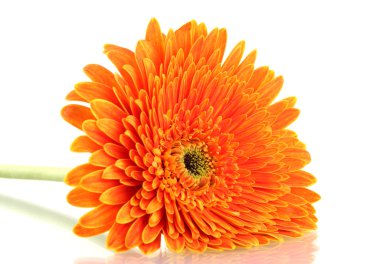 güzel gerbera çiçek üzerinde beyaz izole