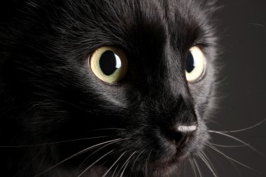 siyah arka plan üzerine siyah kedi