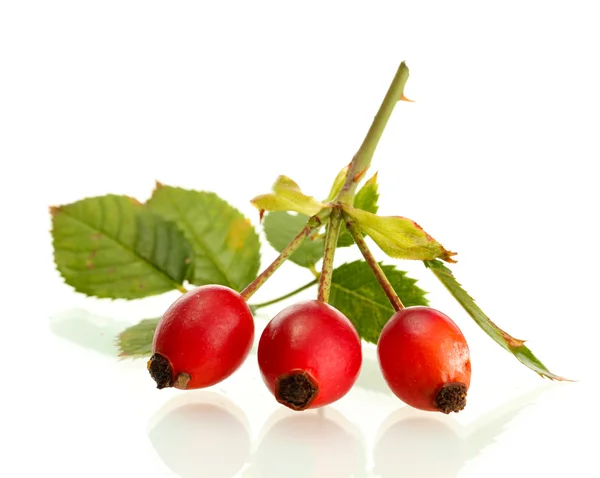 Ripe hip roses on branch with leaves, isolated on white — Stock Photo, Image