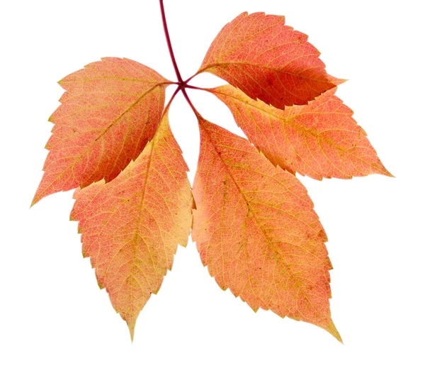 Hoja de otoño brillante, aislado en blanco — Foto de Stock