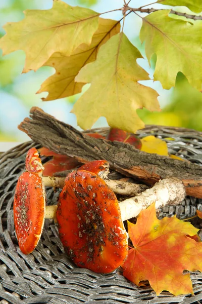 Amanitas rouges, sur fond vert — Photo