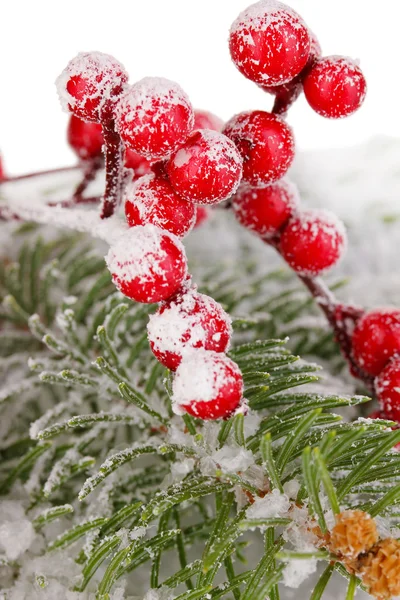 Jagód jarzębiny z świerk pokryte śniegiem — Zdjęcie stockowe