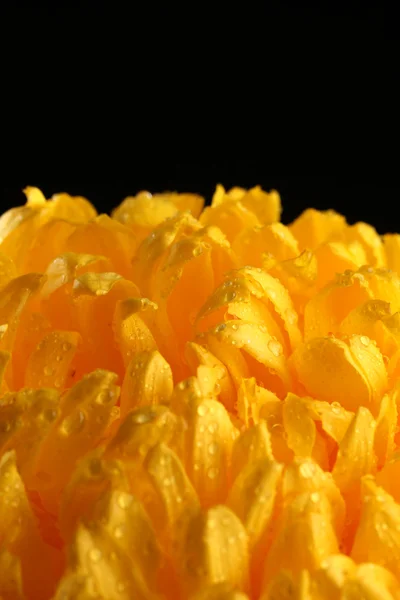 Chrysanthème jaune vif, sur fond noir — Photo
