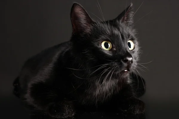 Černá kočka na černém pozadí — Stock fotografie