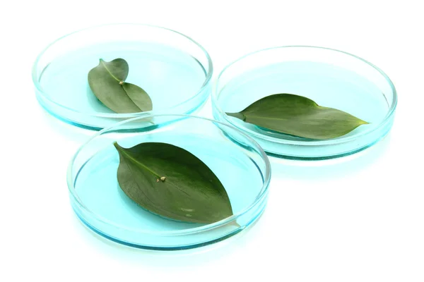 Genetically modified leaves tested in petri dishes isolated on white — Stock Photo, Image