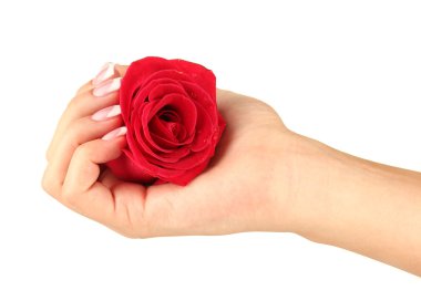 Kadın eli ile beyaz zemin üzerine kırmızı gül