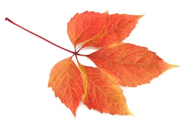 Parlak sonbahar yaprağı, beyaz üzerine izole