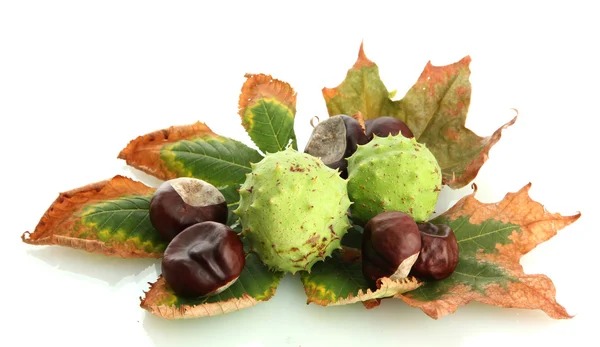 Chestnuts with autumn dried leaves, isolated on white — Stock Photo, Image