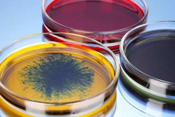 Color liquid in petri dishes on grey background — Stock Photo, Image
