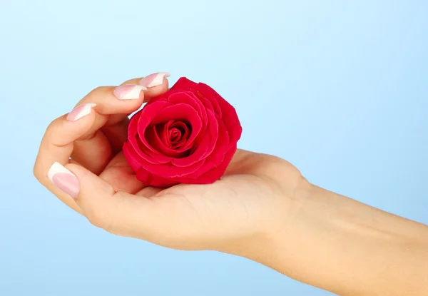 Rote Rose mit Frauenhand auf blauem Hintergrund — Stockfoto