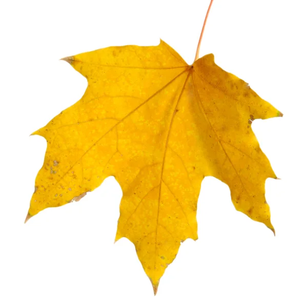 Jasny jesień klon liść na białym tle — Zdjęcie stockowe