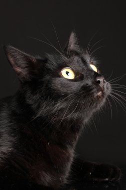siyah arka plan üzerine siyah kedi