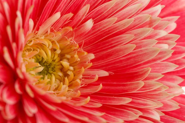 Hermosa flor de gerberas, de cerca —  Fotos de Stock