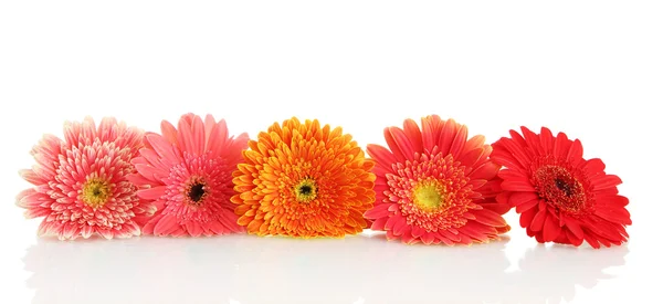 Krásný gerbera květiny izolované na bílém — Stock fotografie