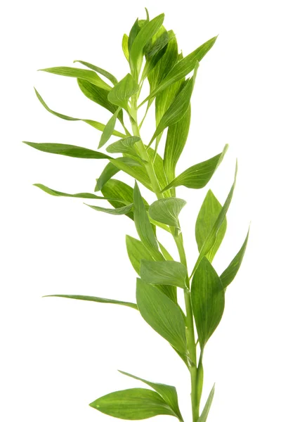 Větev se zelenými listy, izolované na bílém — Stock fotografie