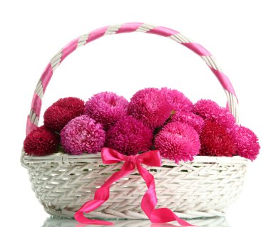 beyaz izole pembe aster çiçek sepeti,