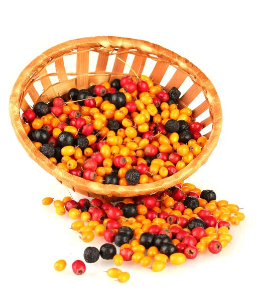 Bunte Herbstbeeren im Weidenkorb isoliert auf weiß — Stockfoto