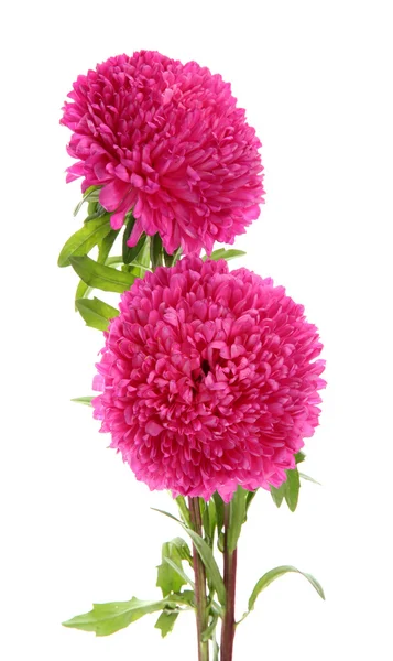 Pink aster flowers, isolated on white — Stock Photo, Image