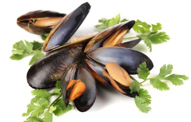 midye kabuğu üzerinde beyaz izole taze otlar ile