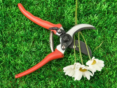 secateurs yeşil çim zemin çiçek