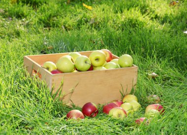 krater taze olgun elma bahçesinde yeşil çimenlerin üzerinde