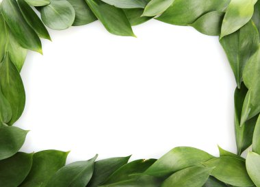 güzel yeşil yaprakları, üzerinde beyaz izole