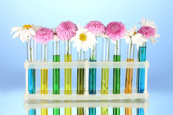 test tüpleri izole mavi renkli çiçekler