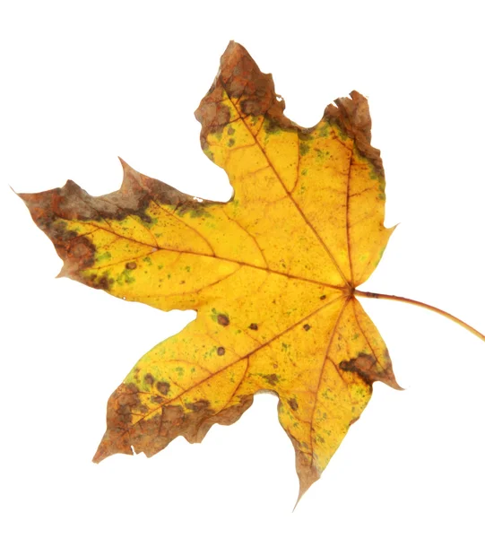Helder herfstblad, geïsoleerd op wit — Stockfoto
