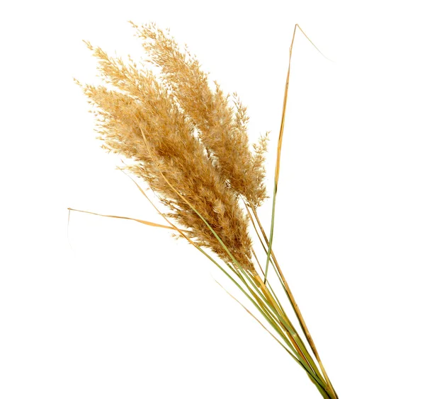 Reeds, isolated on white — Stock Photo, Image