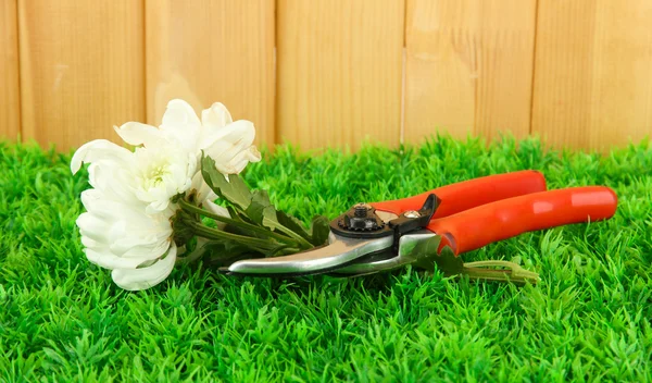 Tijeras de podar con flor sobre hierba sobre fondo de valla —  Fotos de Stock