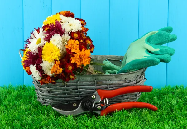 Tijeras de podar con flores en cesta sobre fondo de madera —  Fotos de Stock