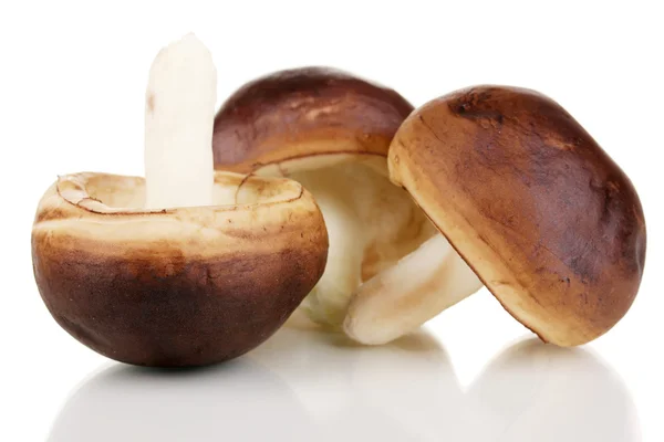 Funghi freschi isolati su bianco — Foto Stock