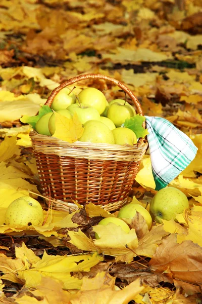 篮子里的新鲜成熟的苹果在秋天的叶子上的花园 — 图库照片