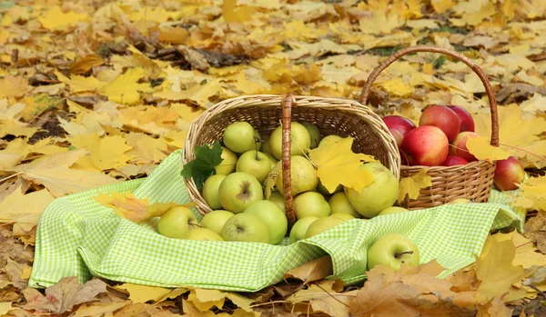 Körbe mit frischen reifen Äpfeln im Garten auf Herbstblättern — Stockfoto