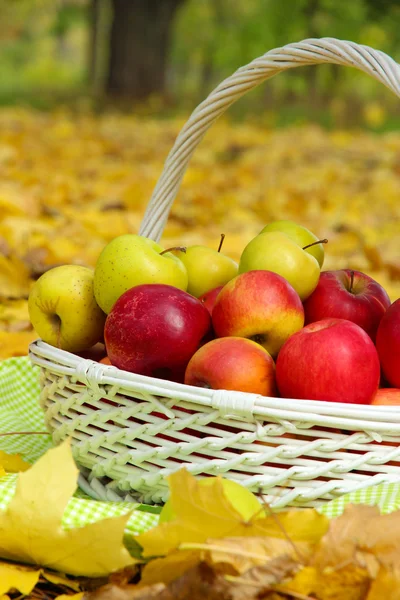 Cesta de manzanas frescas maduras en el jardín en hojas de otoño — Foto de Stock