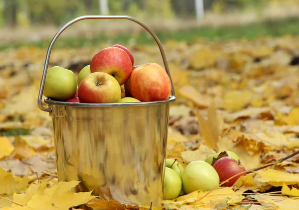 Emmer van vers rijp appels in tuin op Herfstbladeren — Stockfoto