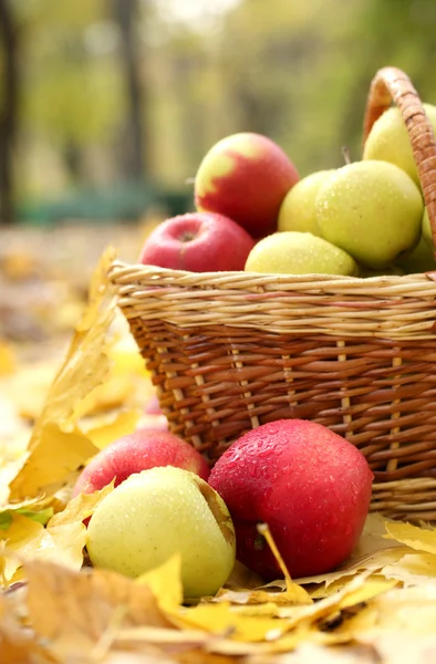 Cesta de manzanas frescas maduras en el jardín en hojas de otoño — Foto de Stock