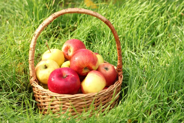 Basket of fresh ripe apples in garden on green grass — Stock Photo, Image