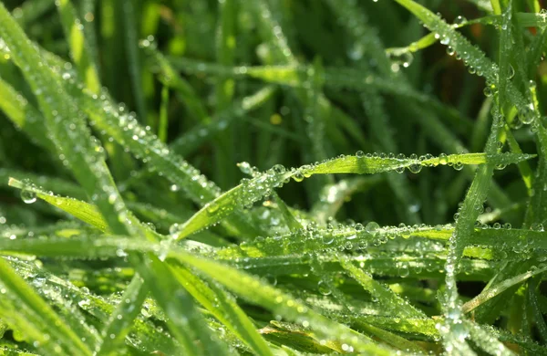 Bella erba verde con rugiada, da vicino — Foto Stock