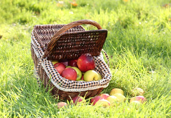 Cesta de manzanas frescas maduras en el jardín sobre hierba verde —  Fotos de Stock