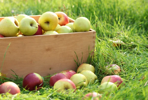 Caixa de maçãs maduras frescas no jardim na grama verde — Fotografia de Stock